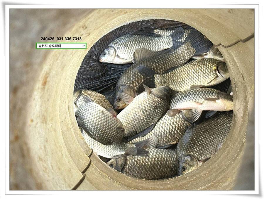 여름볕에 허리급 (유료터정보 - 유료터점주조황)