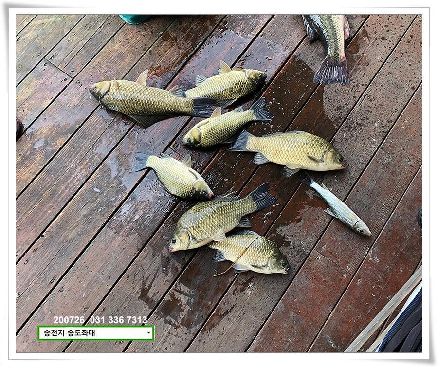 오름장에 덩어리 낚기 송전지 송도좌대 조황 (유료터정보 - 유료터점주조황)