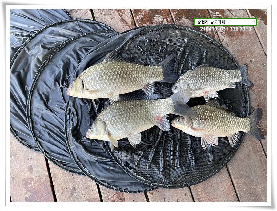 4짜 셋 혹은 둘 송전지 송전낚시터 송도좌대 조황 (유료터정보 - 유료터점주조황)