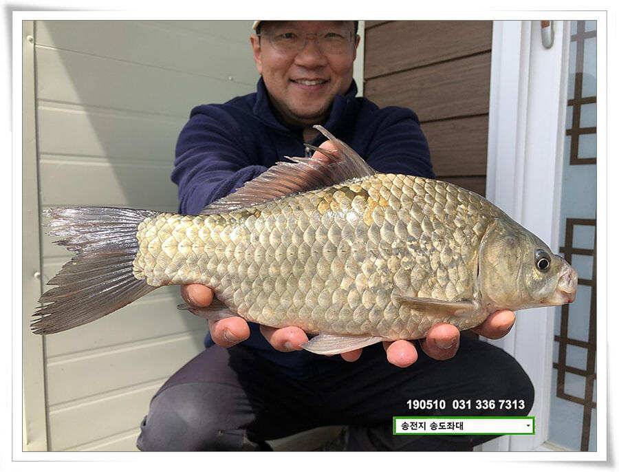 송전낚시터 송도좌대 조황 (유료터정보 - 유료터점주조황)