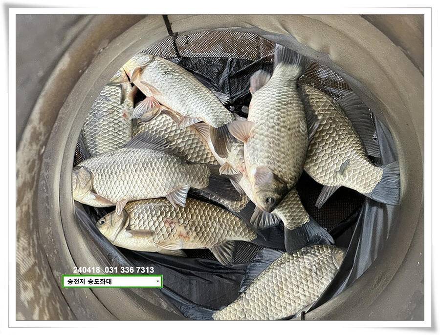 꽃가루에 4짜 (유료터정보 - 유료터점주조황)