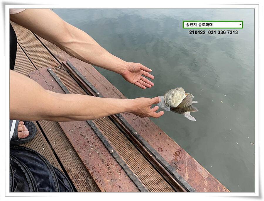 다시 만난 4짜송전지 송도좌대 조황 (유료터정보 - 유료터점주조황)