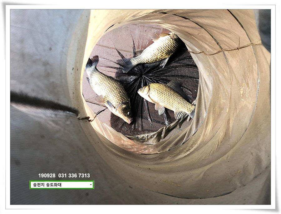 꾸준한 상면 (유료터정보 - 유료터점주조황)