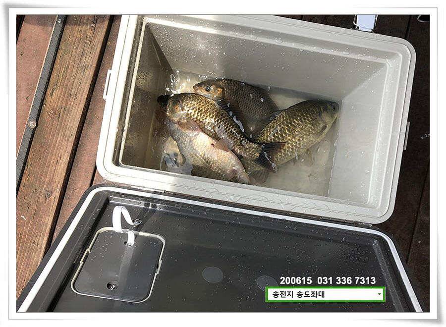 어쩌다 4짜 송전지 송도좌대 조황 (유료터정보 - 유료터점주조황)