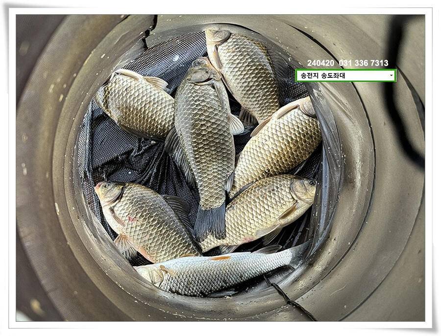 봄 비에 허리급 (유료터정보 - 유료터점주조황)