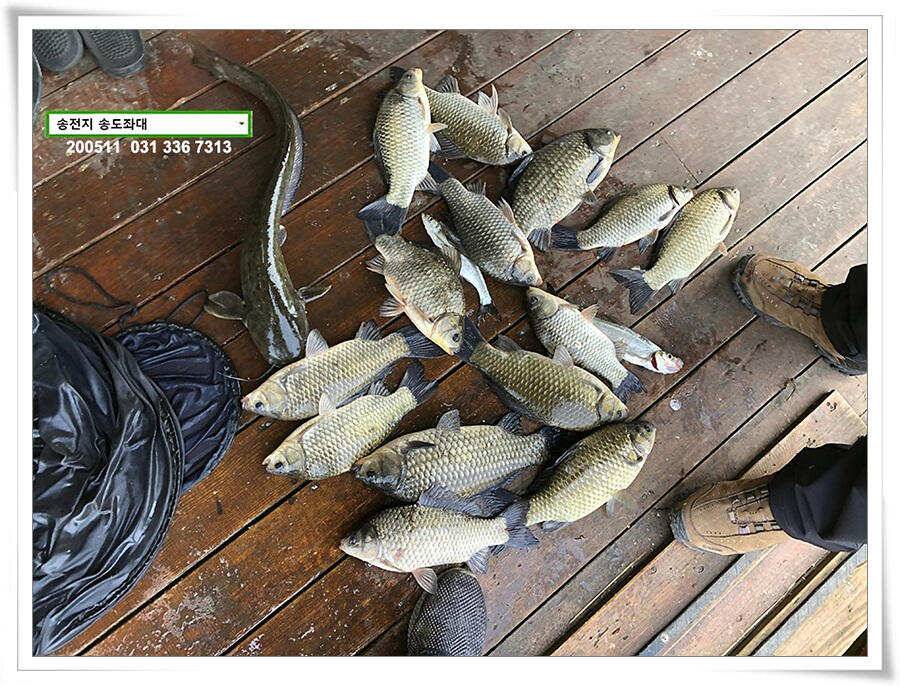 송전지 송전낚시터 송도집 좌대 조황 (유료터정보 - 유료터점주조황)