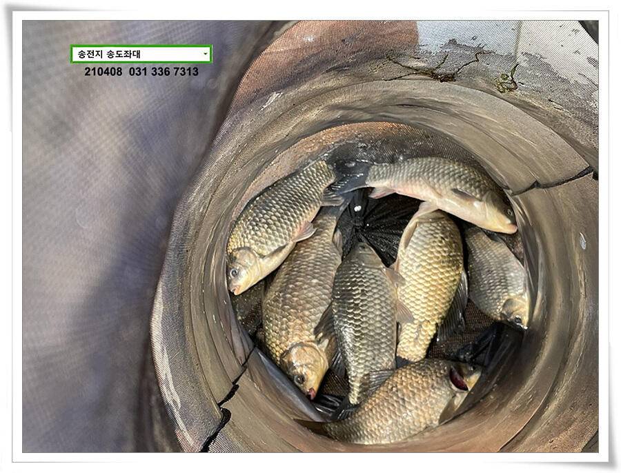 4짜 두 마리 몰고 감송전지 송도좌대 조황 (유료터정보 - 유료터점주조황)