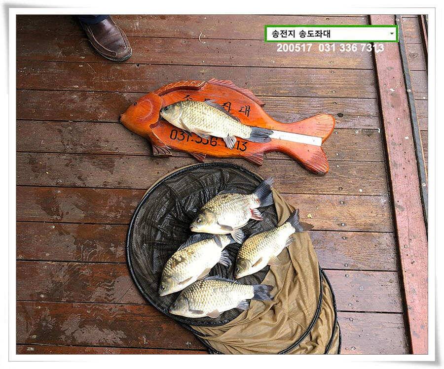 송전지 송도집 좌대 조황 (유료터정보 - 유료터점주조황)