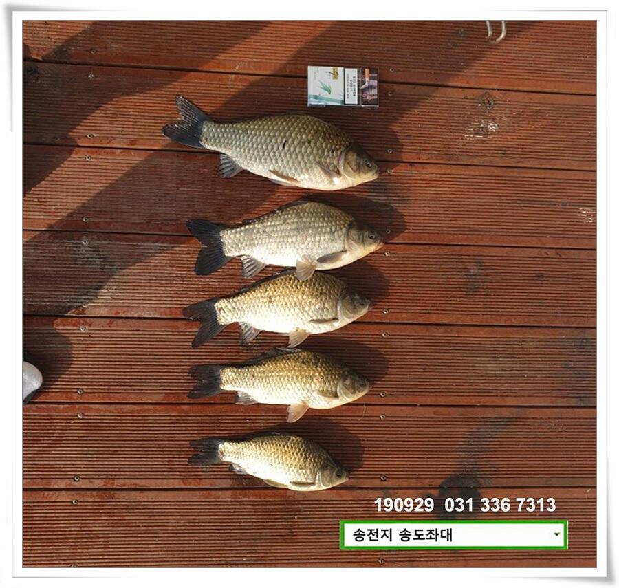 여기 어때 (유료터정보 - 유료터점주조황)