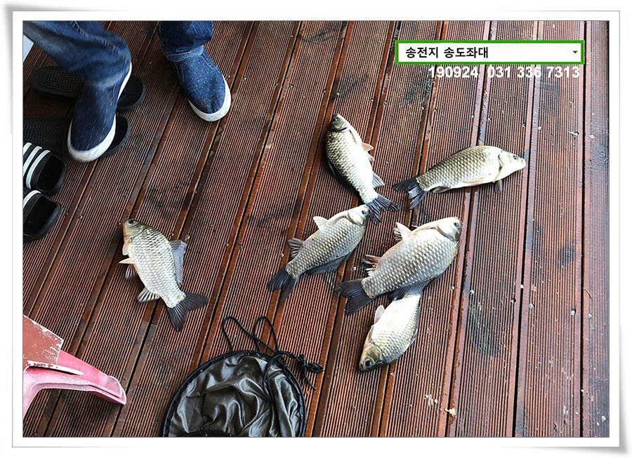 추분 지나는 가을 저수지 (유료터정보 - 유료터점주조황)