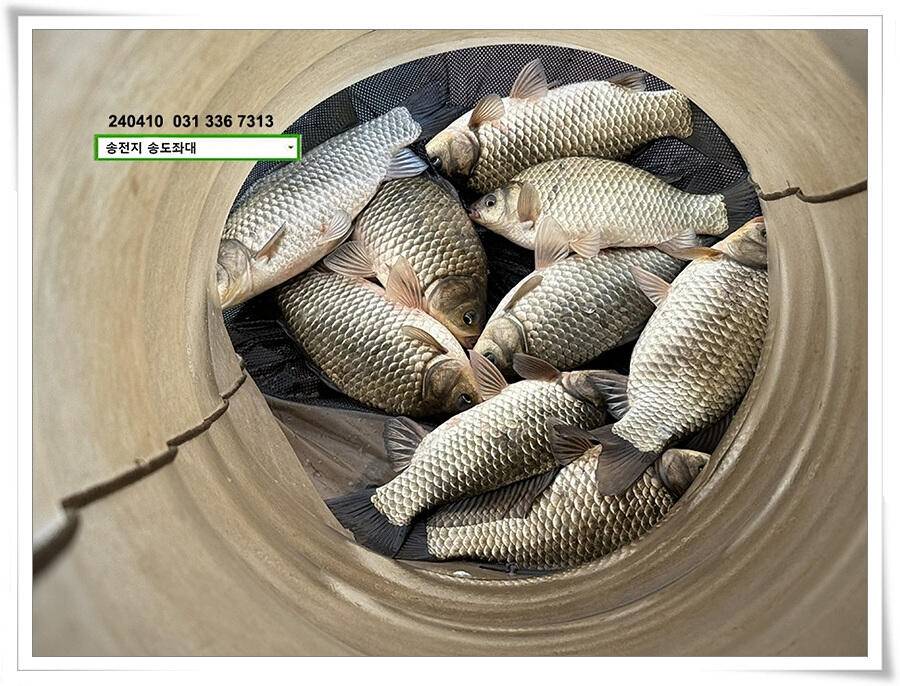 마릿수 (유료터정보 - 유료터점주조황)