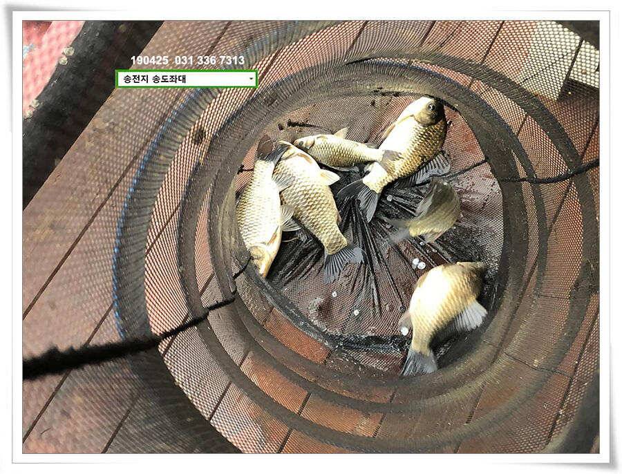 송전지 송도좌대 조황 (유료터정보 - 유료터점주조황)