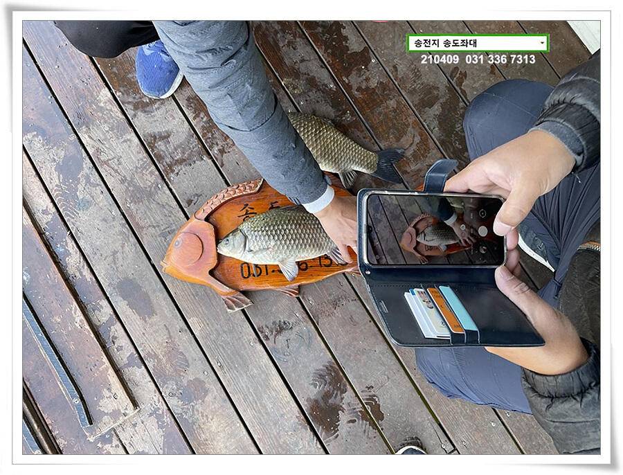 4짜 셋 혹은 둘 송전지 송전낚시터 송도좌대 조황 (유료터정보 - 유료터점주조황)