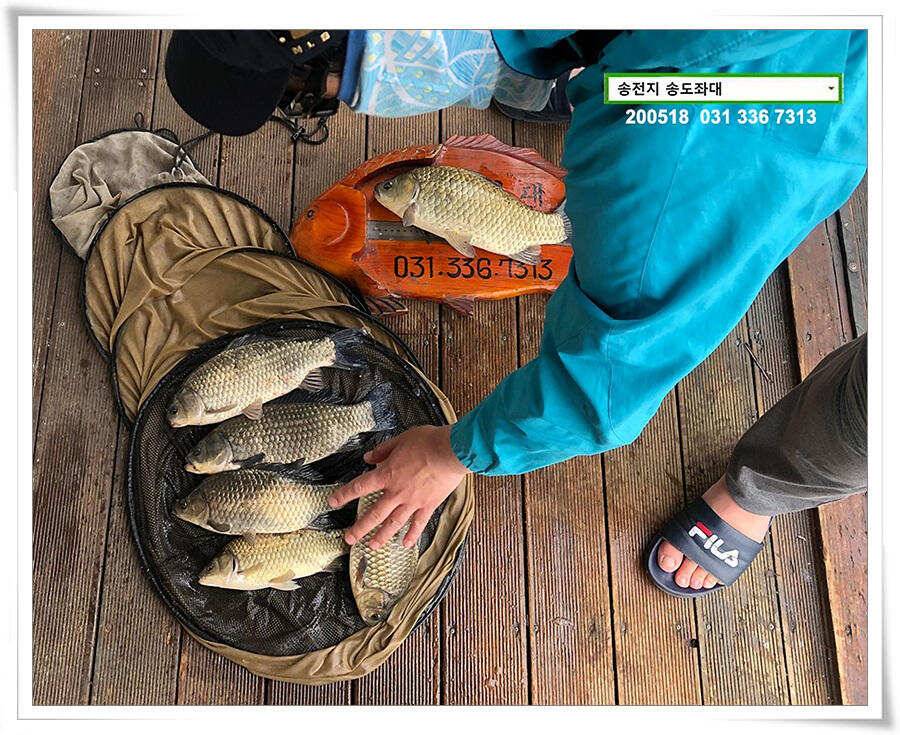 잇는 허리급송전지 송도좌대 조황 (유료터정보 - 유료터점주조황)
