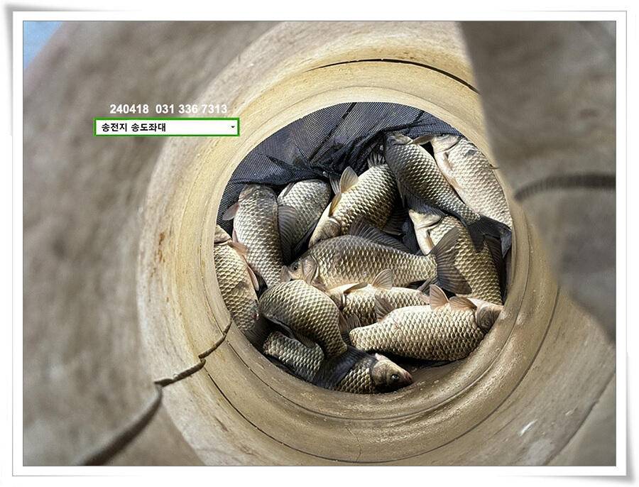 꽃가루에 4짜 (유료터정보 - 유료터점주조황)
