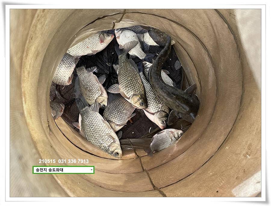 송전지 송도좌대 조황 (유료터정보 - 유료터점주조황)