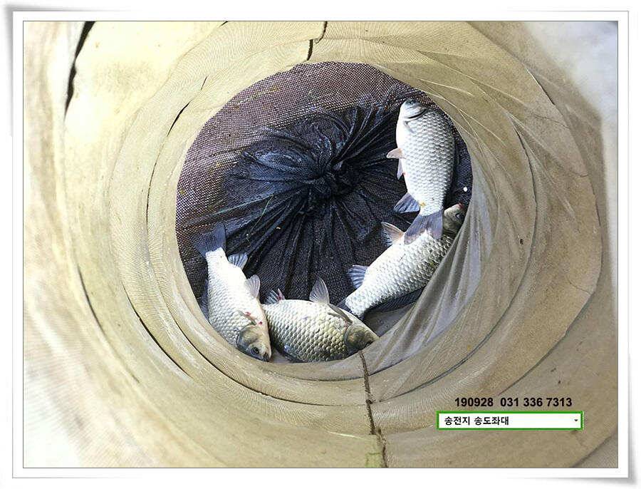 꾸준한 상면 (유료터정보 - 유료터점주조황)