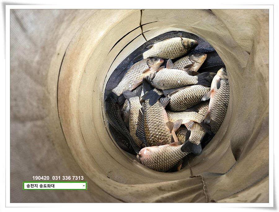 마릿수 드러낸 송도좌대 조황 (유료터정보 - 유료터점주조황)