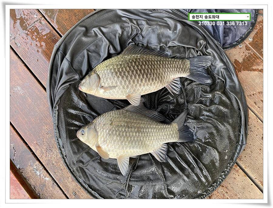 용인 송전지 송도좌대 조황 (유료터정보 - 유료터점주조황)