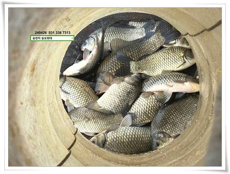 여름볕에 허리급 (유료터정보 - 유료터점주조황)