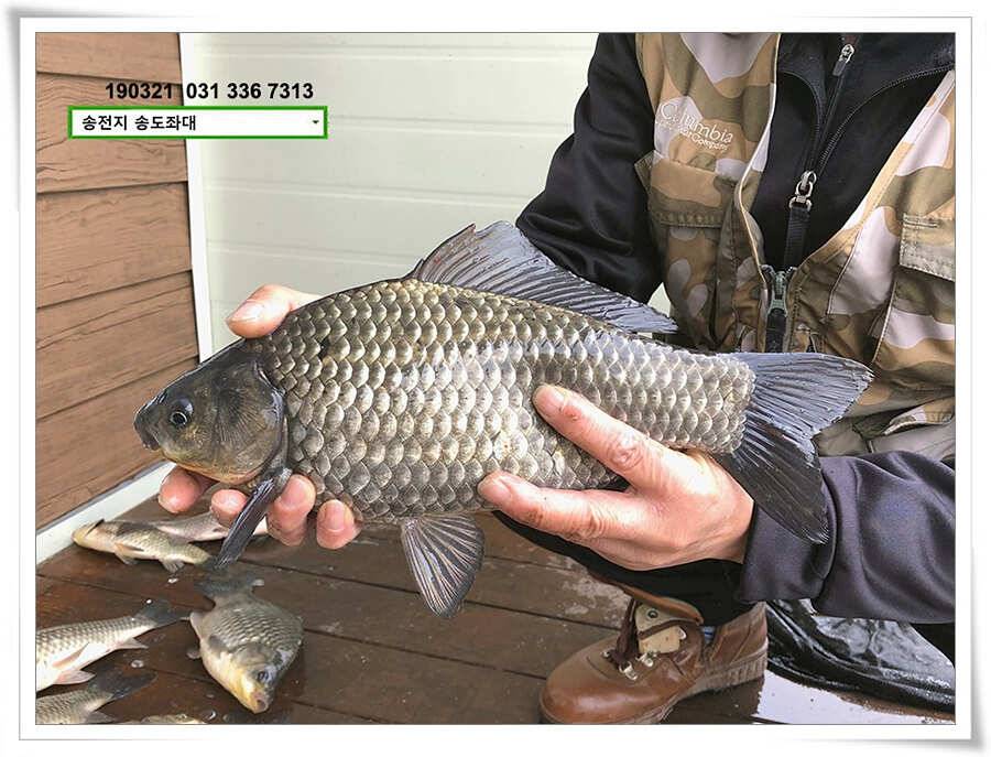 송전지 송도좌대 조황 (유료터정보 - 유료터점주조황)