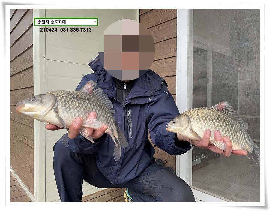 4짜 떡붕어 허리급 마릿수송전지 송도집 좌대 조황 (유료터정보 - 유료터점주조황)