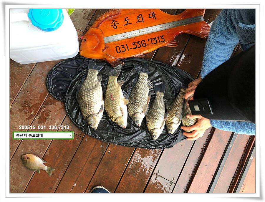 42cm송전지 송도집 좌대 조황 (유료터정보 - 유료터점주조황)