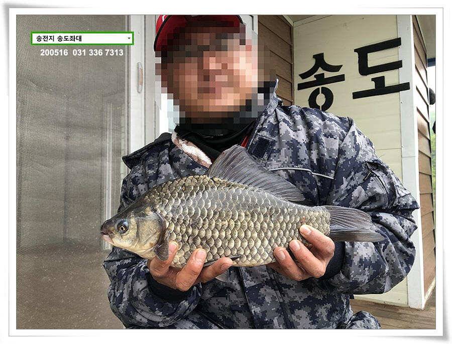 송전지 송도집 좌대 조황 (유료터정보 - 유료터점주조황)