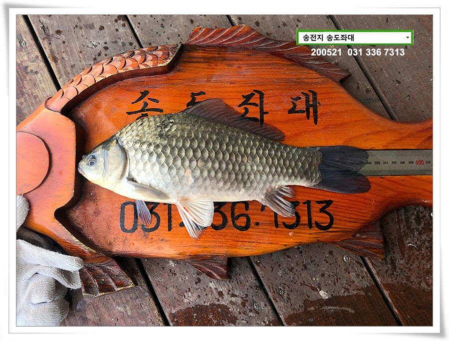 마릿수 보인 송전지 송도좌대 조황 (유료터정보 - 유료터점주조황)