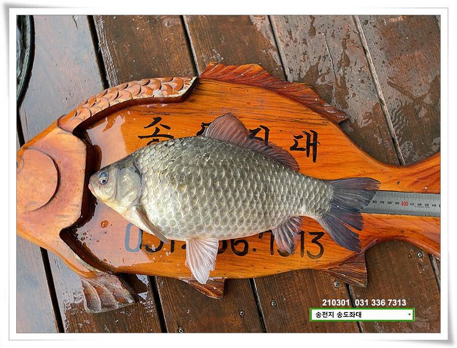 봄 볕 받아내는 송전지 송도좌대 조황 (유료터정보 - 유료터점주조황)