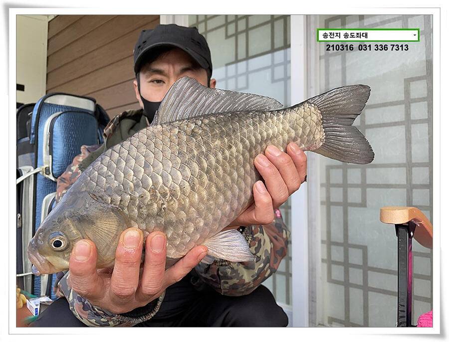 근사한 덩어리 낚기 송전지 송도좌대 조황 (유료터정보 - 유료터점주조황)