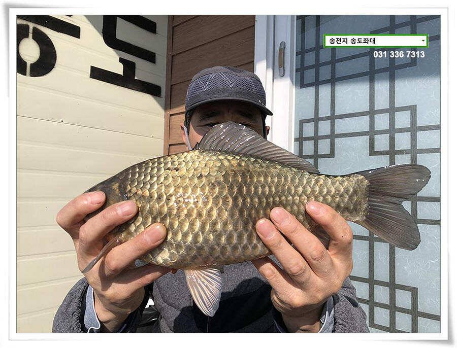 입 벌려 딸기 들어간닷송전지 송도좌대 조황 (유료터정보 - 유료터점주조황)