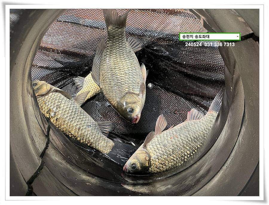 주말 휴일 조황 (유료터정보 - 유료터점주조황)