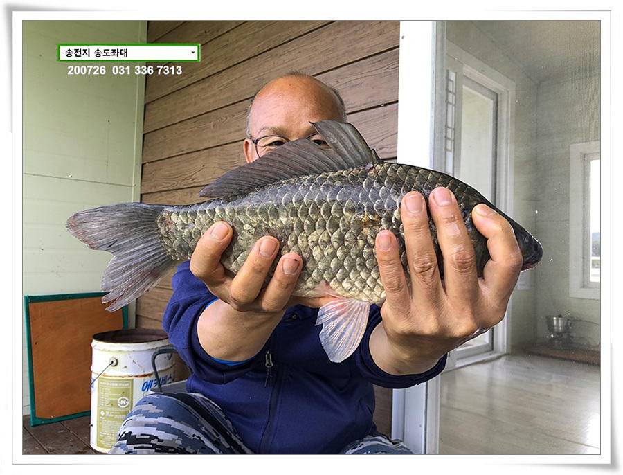 오름장에 덩어리 낚기 송전지 송도좌대 조황 (유료터정보 - 유료터점주조황)