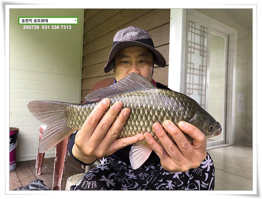 오름장에 덩어리 낚기 송전지 송도좌대 조황 (유료터정보 - 유료터점주조황)
