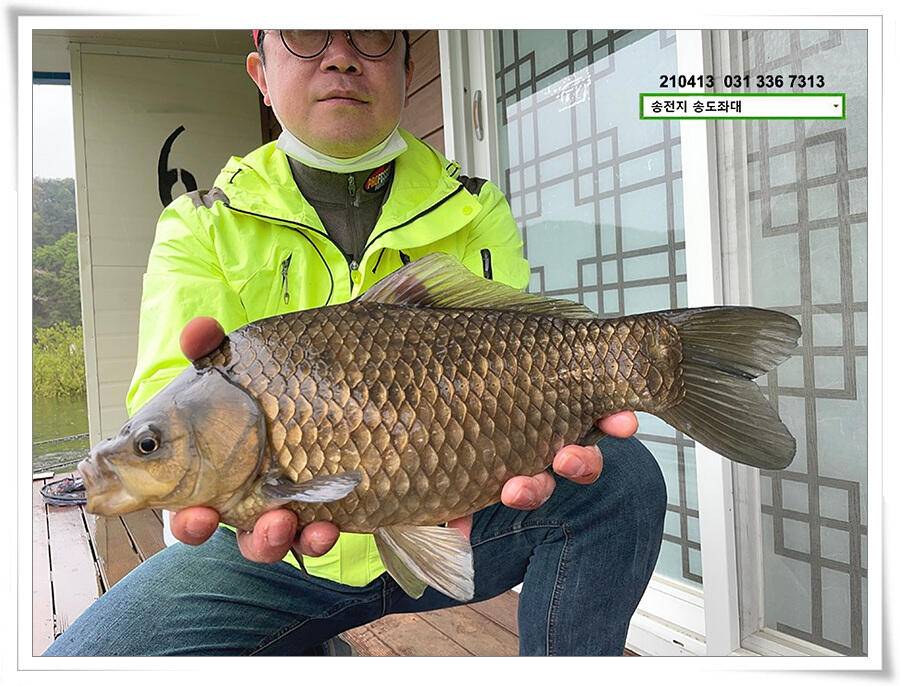 435cm송전지 송도좌대 조황 (유료터정보 - 유료터점주조황)