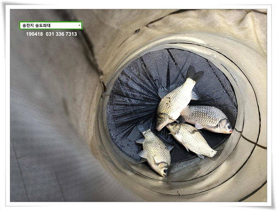 꽃피는 봄이 오면 (유료터정보 - 유료터점주조황)