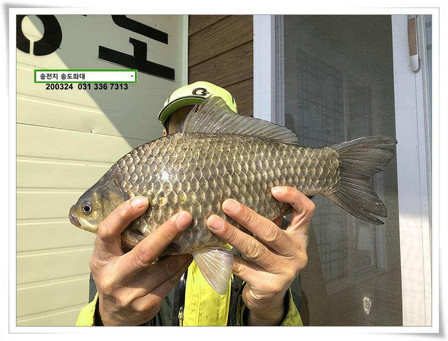 덩어리 등판하는 송전지 송도좌대 조황 (유료터정보 - 유료터점주조황)