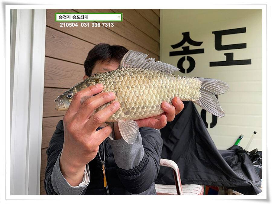 배수에도 4짜송전지 송도좌대 조황 (유료터정보 - 유료터점주조황)