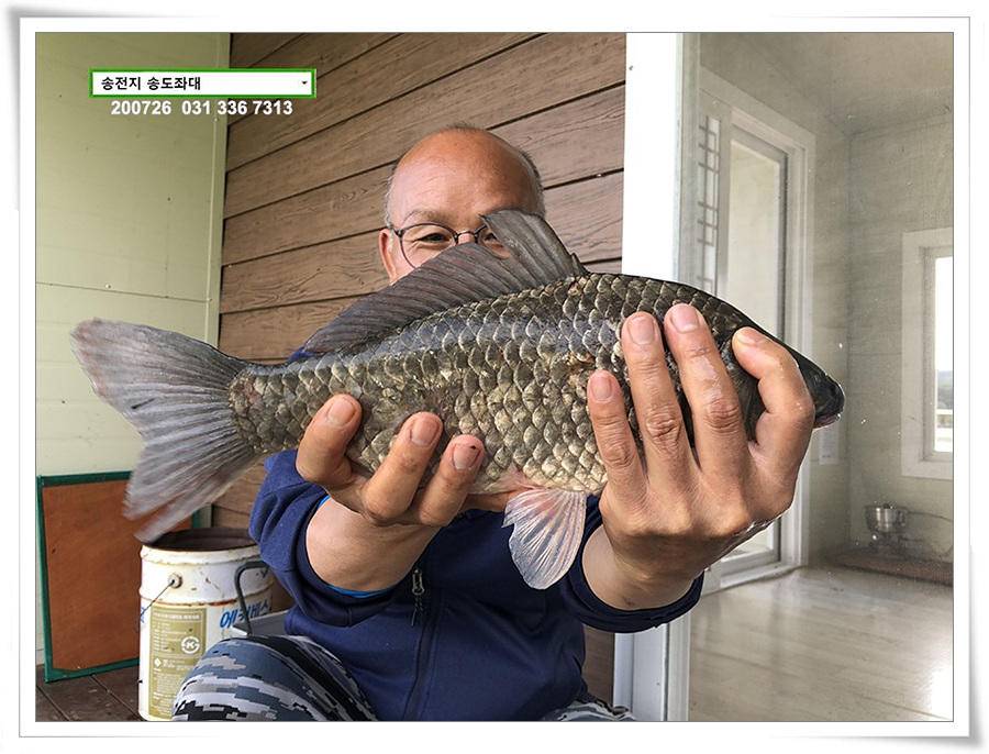 오름장에 덩어리 낚기 송전지 송도좌대 조황 (유료터정보 - 유료터점주조황)