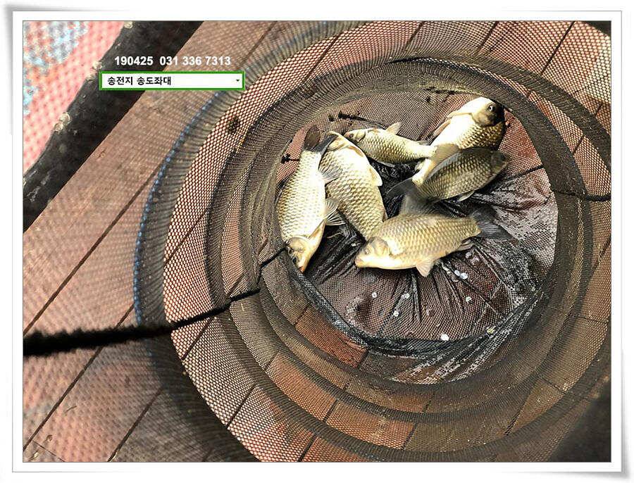 송전지 송도좌대 조황 (유료터정보 - 유료터점주조황)