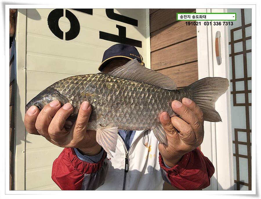 송전지 송전낚시터 송도좌대 조황 (유료터정보 - 유료터점주조황)