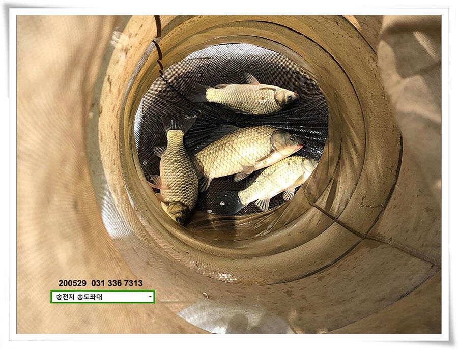 4짜 낚아보기 송전지 송도집 좌대 조황 (유료터정보 - 유료터점주조황)