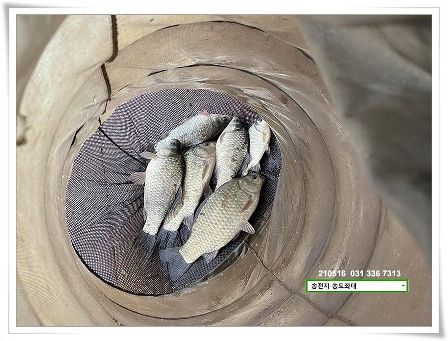 송전지 송도좌대 조황 (유료터정보 - 유료터점주조황)