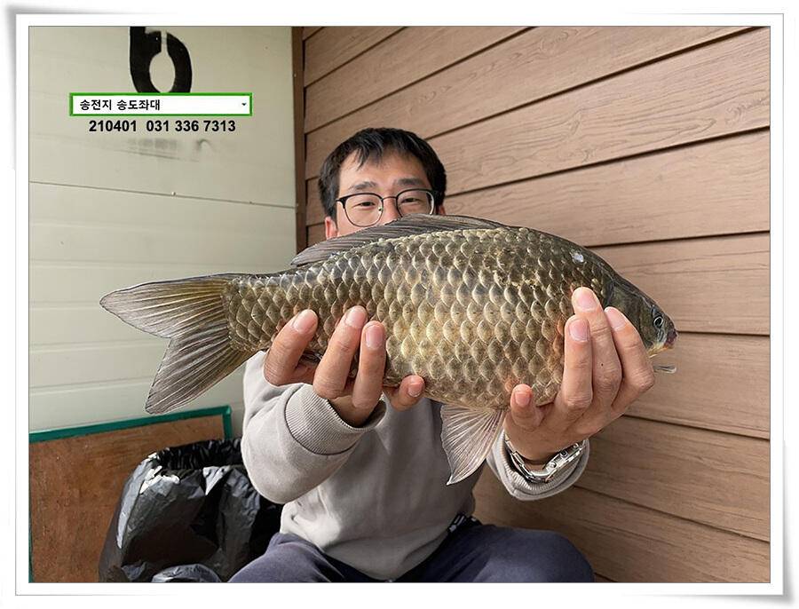 4짜 잼 꿀 잼 용인송전지 송도좌대 조황 (유료터정보 - 유료터점주조황)