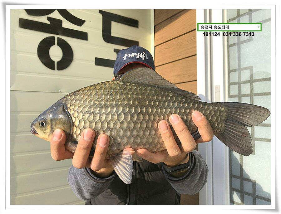 11월의 어느 멋진 날에 (유료터정보 - 유료터점주조황)