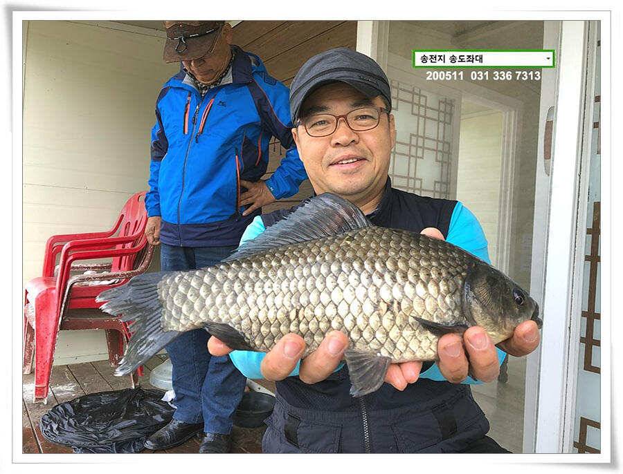 송전지 송전낚시터 송도집 좌대 조황 (유료터정보 - 유료터점주조황)