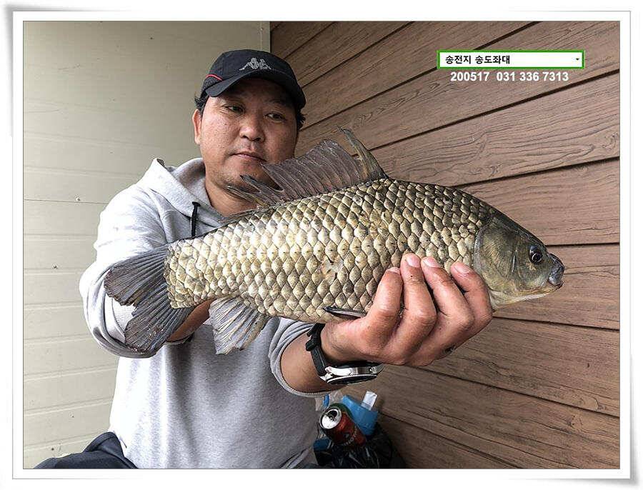 송전지 송도집 좌대 조황 (유료터정보 - 유료터점주조황)