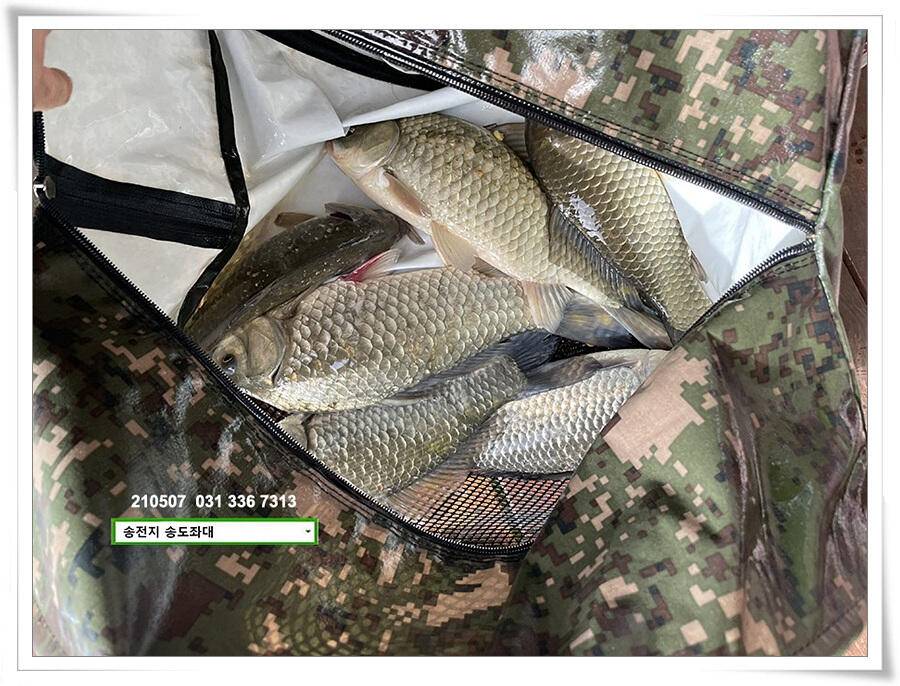풍파에도 허리급송전지 송도좌대 조황 (유료터정보 - 유료터점주조황)