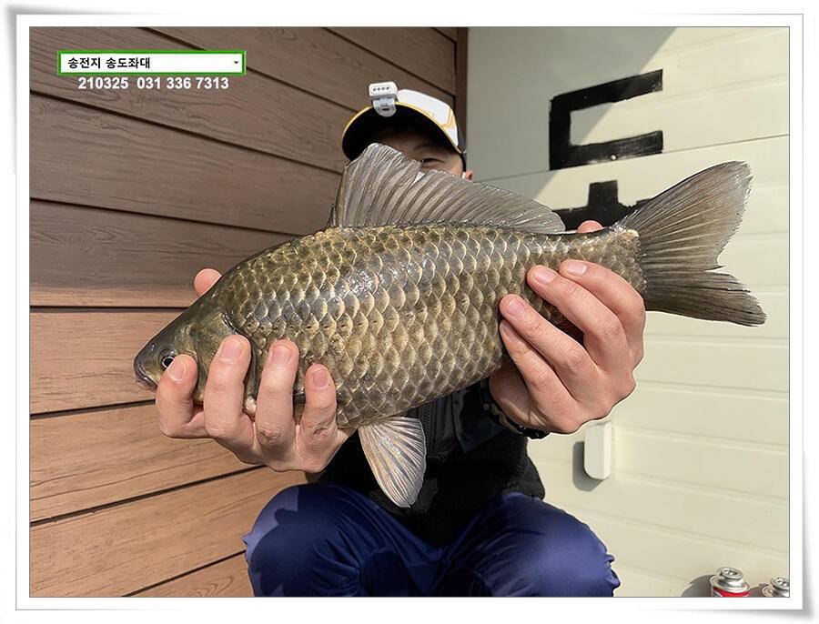 4짜붕어 용인송전지 송도좌대 조황 (유료터정보 - 유료터점주조황)
